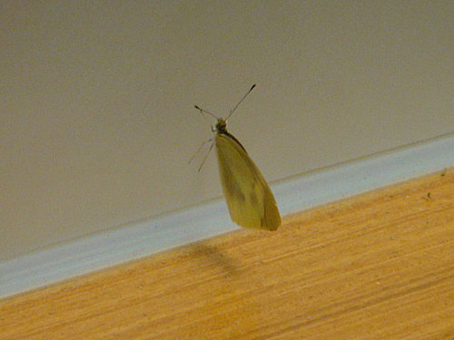 Uq18osztbWwBGczgoHAAuA