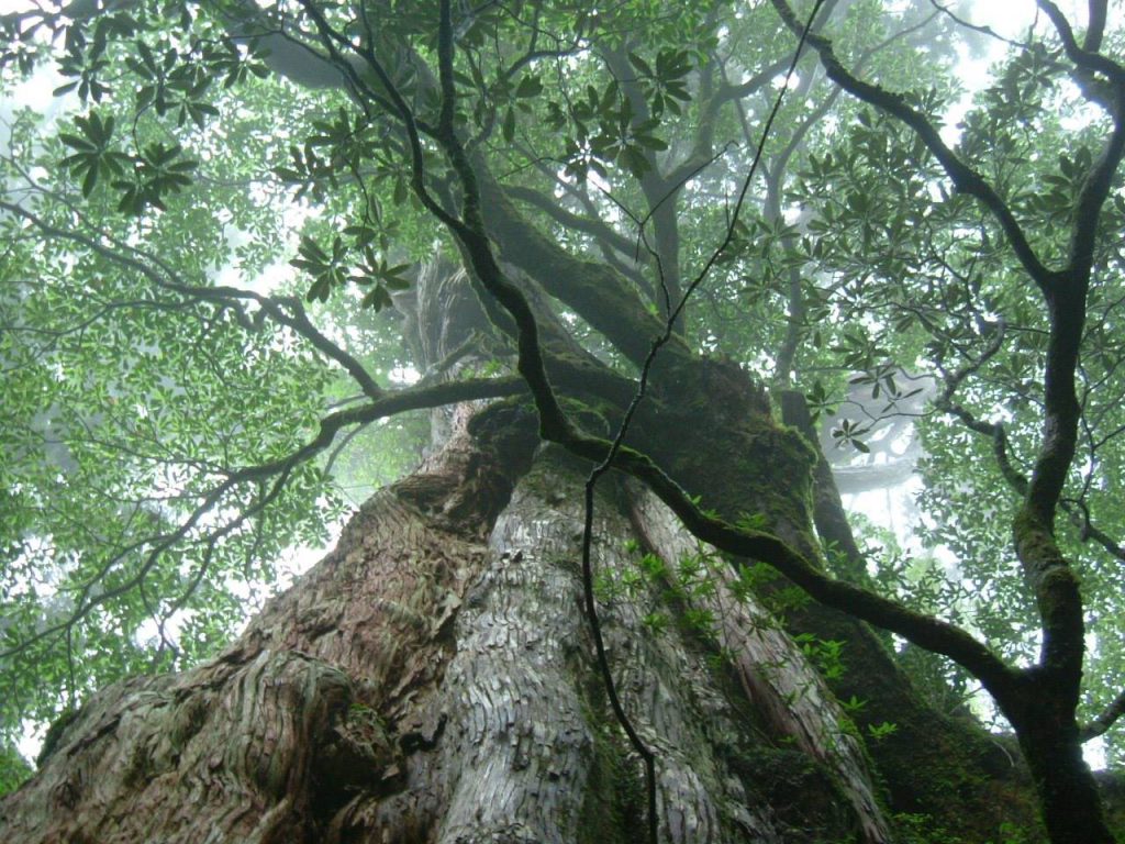 (夢境示現)2016年1月聖真門與九州南部的結緣 Part 1